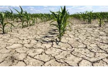 DANNI ALLE AZIENDE AGRICOLE